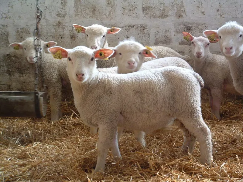 Lambs in the sheepfold